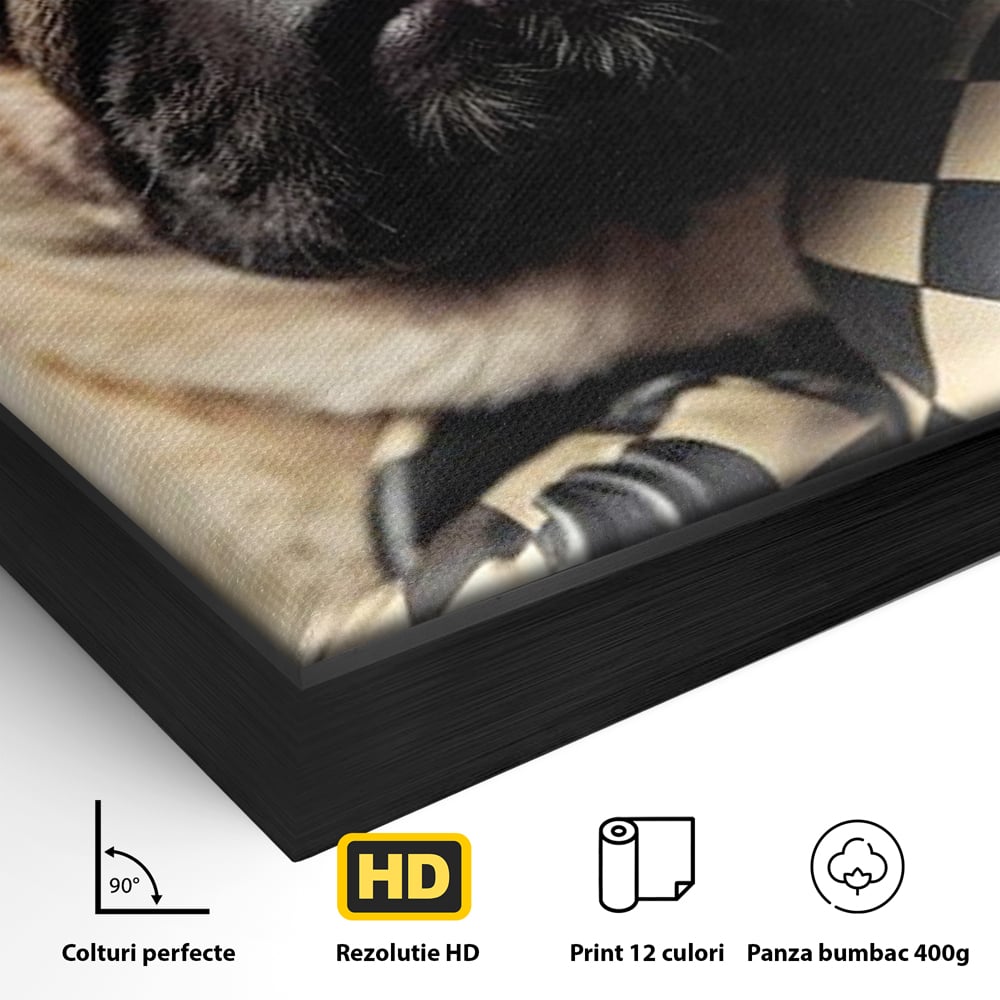 Detaliu al suprafetei: tablou canvas cu pug in manusi de box, in rama de aluminiu negru